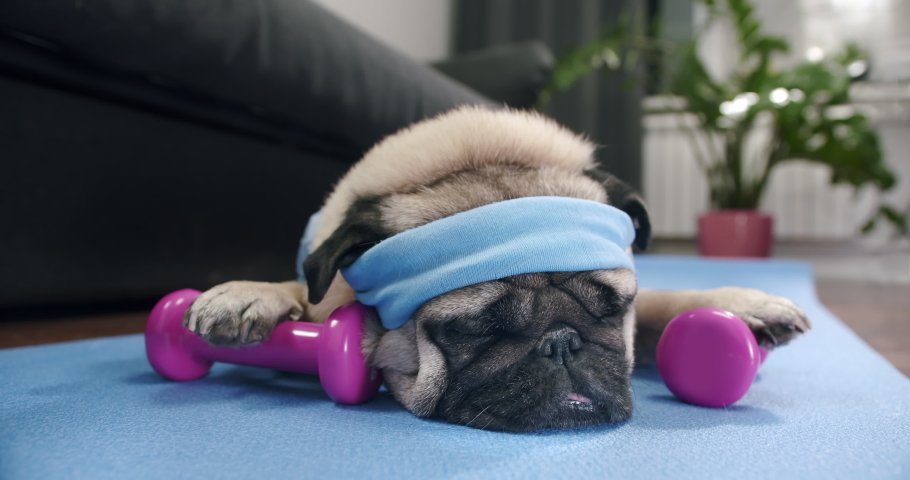 Funny cute pug dog do fitness at home. Portrait. Funny lazy sport pug. Tired of sport training, lying on the mat to sleep. Funny dog sport concept Royalty-Free Stock Footage #1069121569