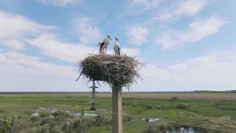 Aerial view, Three young White storks in a nest on a pillar on background blue sky with clouds. White stork (Ciconia ciconia) Rotation 360 degrees. Danube Biosphere Reserve, Danube delta, Ukraine