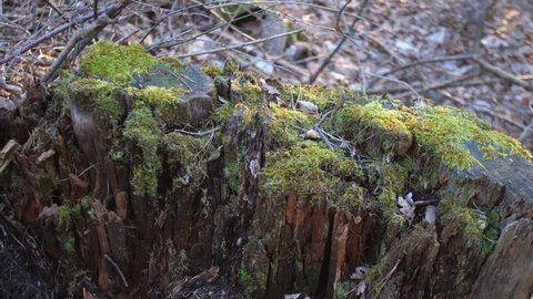 Old tree root covered with moss in the forest