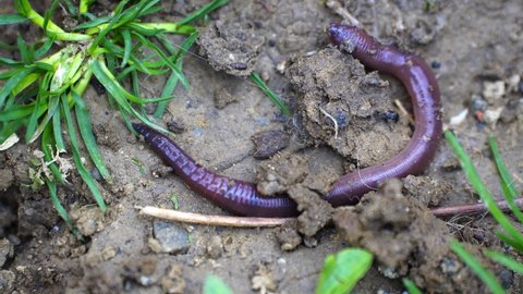 Earthworm crawling on earth species of terrestrial worms phylum Annelida