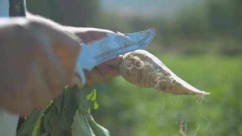 Close-up shot of knife and freshly harvested turnips 60fps