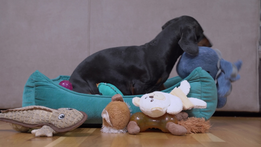 Cute dachshund plays with soft toy in pet bed. Naughty dog has stolen favorite plaything of child and is furiously chewing on it while pinning it with paw. Royalty-Free Stock Footage #1069129549