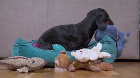Cute dachshund plays with soft toy in pet bed. Naughty dog has stolen favorite plaything of child and is furiously chewing on it while pinning it with paw.