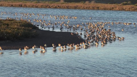 Curlew sand piper colony at Moss Landing, California. Shorebirds in 4K. Camera pan out. Wide shot.