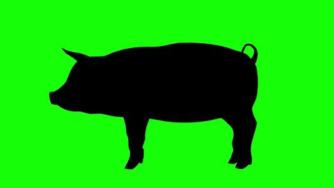 Silhouette of a pig eating, on green screen, side view. Animal silhouettes seamless loop 3D animation.