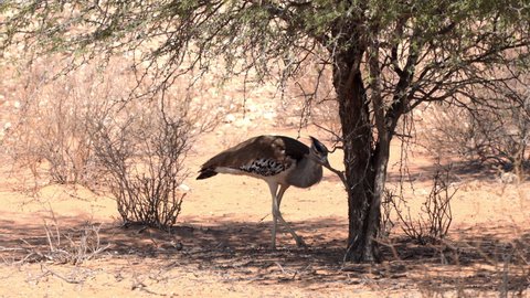 A Kori Bustard foraging and feeding under a pricky camel thorn tree in Kgalagadi Transfrontier Park - Kalahari Desert, Upington, South Africa. 