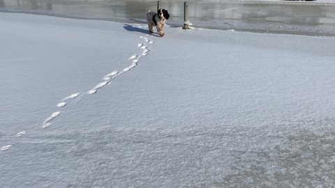 An English springer spaniel runs on smooth ice on a pond in winter. Breed of hunting dogs. Daytime.