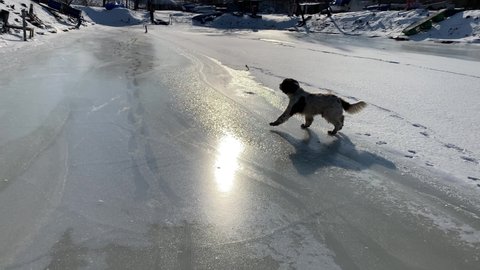 An English springer spaniel runs on smooth ice on a pond in winter. Breed of hunting dogs. Daytime.