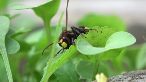 macro black hornet bug insect