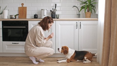 The female owner of the beagle dog training and treats her pet with a treat. Dog sitting at home on the floor near the window and executes commands. Mans best friend.