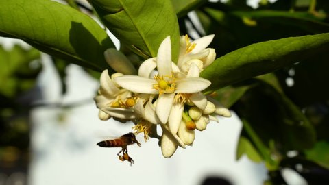 Honey bee collecting pollen from white lemon flowers. White lemon flowers closeup with Apis Mellifera honey bee.