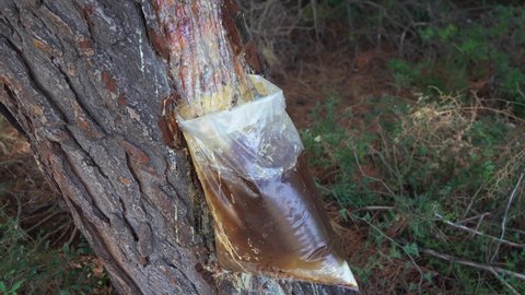 Collecting organic tree resin in wood. Closeup view 4k stock video footage of transparent plastic big bag full of fresh resin. Greece