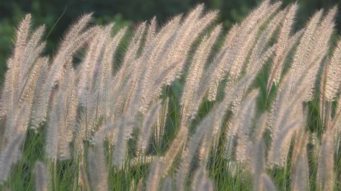 wind blowing white reeds grass flower field, sunset sky in the evening