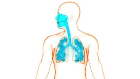 Human Respiratory System Lungs with Larynx and Pharynx with Alveoli Anatomy Animation Concept. 3D