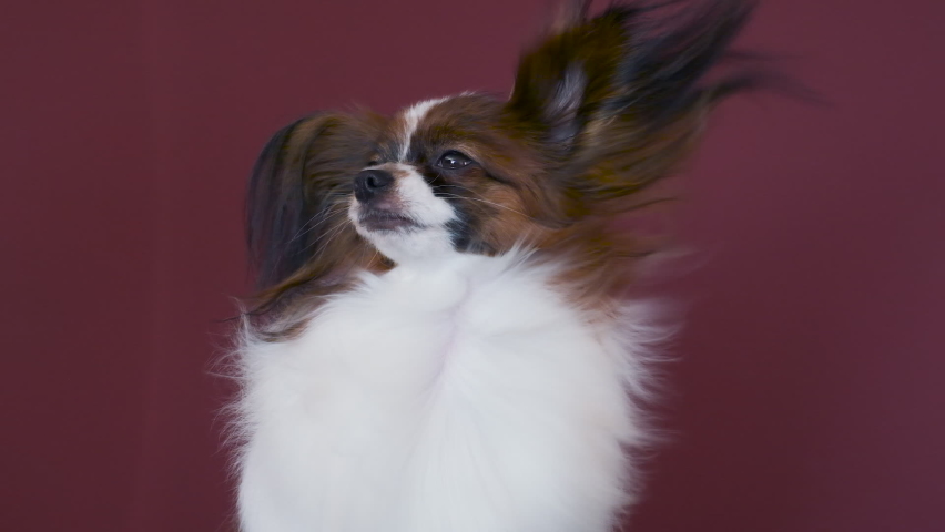 Dog Papillon Drying by blow air dryer, joys a hot air during drying his fur hair. Purebreed Pet in grooming salon. Royalty-Free Stock Footage #1069167778
