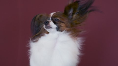 Dog Papillon Drying by blow air dryer, joys a hot air during drying his fur hair. Purebreed Pet in grooming salon.