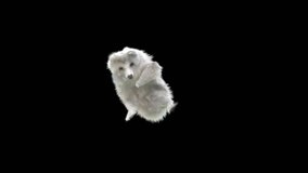 White Bear Dancing CG fur 3d rendering animal realistic composition 3d mapping cartoon, Animation Loop, Included in the end of the clip.
