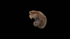 Bear Dancing CG fur 3d rendering animal realistic composition 3d mapping cartoon, Animation Loop, Included in the end of the clip.