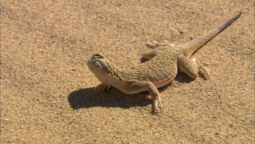 Eared spotted toad-headed Agama (Phrynocephalus mystaceus).The length of the body with a tail is up to 25 cm.The lizard lives in areas with mostly bare sand dunes.Burrows digs on the slopes of dunes Royalty-Free Stock Footage #1069171342