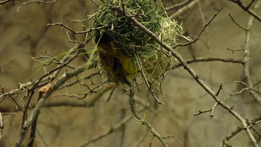 Weaver Bird making a nest. The female approves the nest. If she does not like it, it is completely destroyed by the male.ultra hd, 4k, real time Royalty-Free Stock Footage #10691714