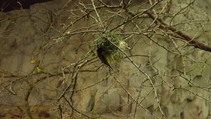 Weaver Bird making a nest. The female approves the nest. If she does not like it, it is completely destroyed by the male. ultra hd, 4k, real time Royalty-Free Stock Footage #10691723