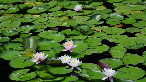 The lily pond with frog and flower