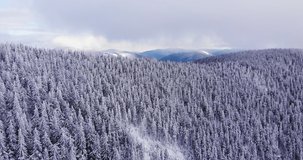 Panorama of mountain winter forest