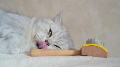 Angry cat face opens its mouth, Stock Video