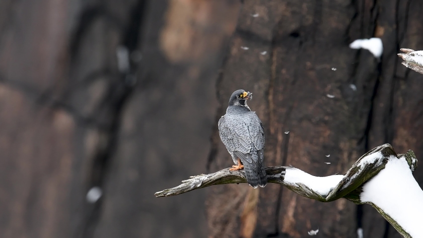 Peregrine Falcon Video Clip in 4k