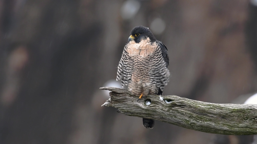 Peregrine Falcon Video Clip in 4k