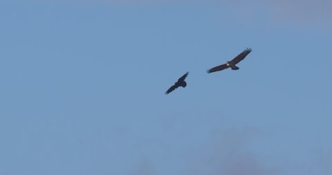 Buzzard raptor bird and crow flying soaring blue sky slow motion