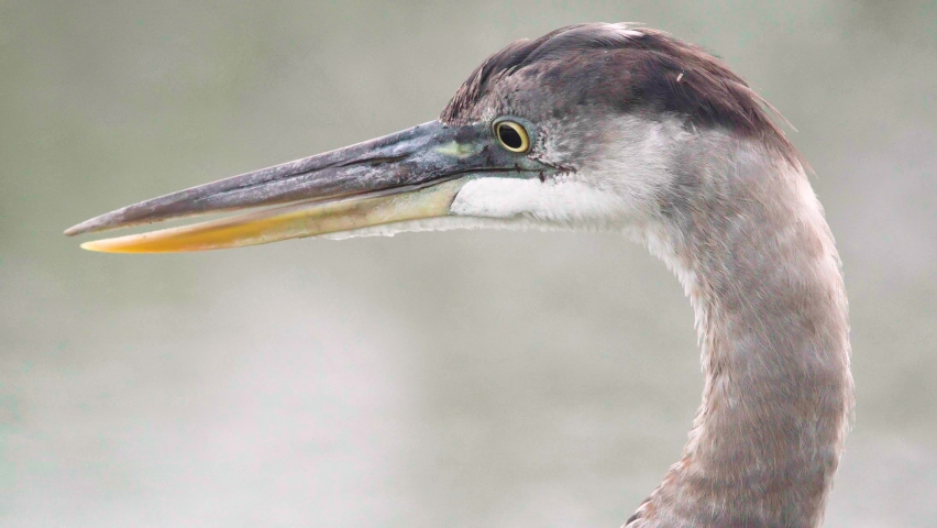 great blue heron bird portrait with mosquitoes landing on head close up