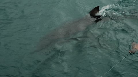 Big Great White Shark at surface, dorsal fin out, attracted by decoy seal