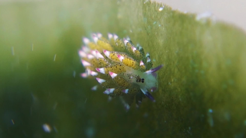 Costasiella Kuroshimae Nudibranch Leaf Slug Stuck to Leaf in Sea Current Royalty-Free Stock Footage #1069189135