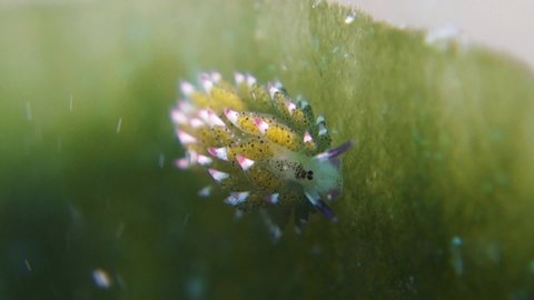 Costasiella Kuroshimae Nudibranch Leaf Slug Stuck to Leaf in Sea Current