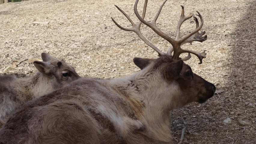 Arctic Reindeer Mother and Baby Stock Footage Video (100% Royalty-free