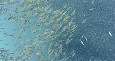 Huge school of mackerel scad fish group circling in bottom of sea, downwards 4K shoot