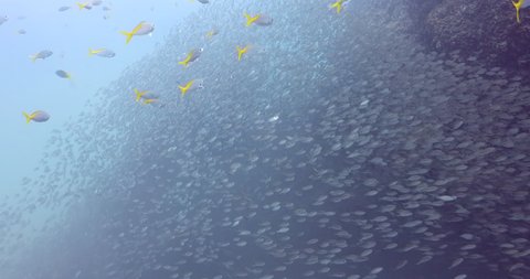 Massive mackerel scad fish swimming down rocks in deep blue sea, zoom in 4K shoot