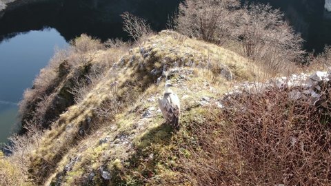 Griffon Vulture Flying Above Meanders of Uvac River, Serbia. Nature Reserve Home of Endangered Bird, Drone Tracking Shot
