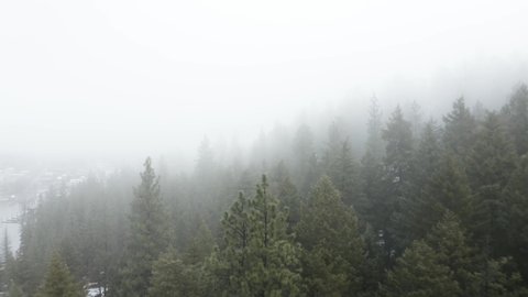 Aerial drone through the trees in the fog on Tubbs Hill in Coeur d'Alene Idaho