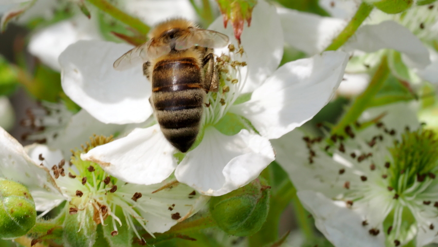 Honey bee (Apis mellifera) collecting pollen from blooming white flowers of blackberry plant in the garden in 4K VIDEO. Close-up macro. Royalty-Free Stock Footage #1069196749