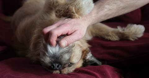Male hand stroking and petting cute adorable yellow terrier dog, lying on bed in bedroom. Man plays with his dog on sofa, owners hand stroking and petting happy dog.