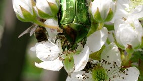 Beautiful metallic green scarab bug known as June Beetle (Cetonia aurata) and Honey bee (Apis mellifera) feeding on blooming white flowers of blackberry in the garden in 4K VIDEO. Close-up macro.