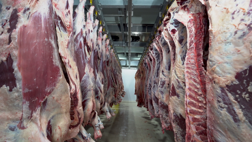 Carcass meat industry. Carscass meat in cold storage room. Camera is moving between carcass. Royalty-Free Stock Footage #1069197673