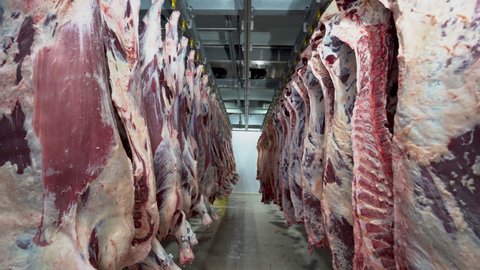 Carcass meat industry. Carscass meat in cold storage room. Camera is moving between carcass.