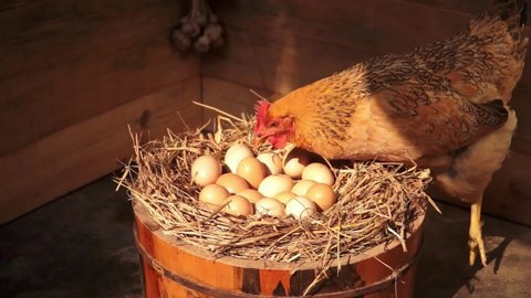 Hen hatching eggs in a wooden barrel. Sun shining on the hen and eggs