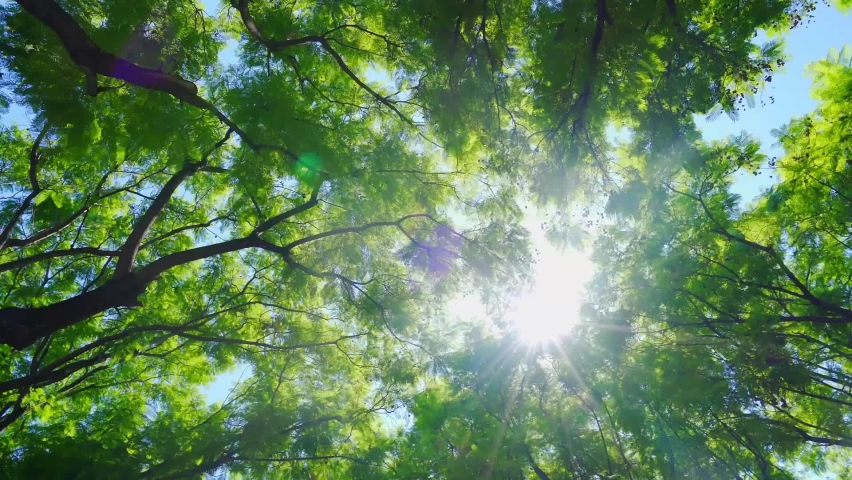 Vertical low-angle shot of lush leaves, rotating lens, backlighting
