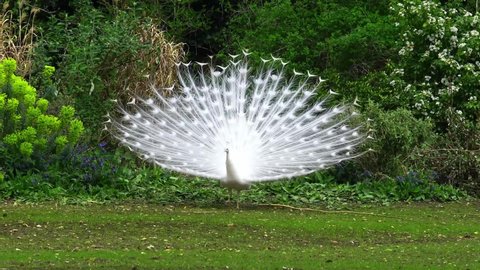 A white peacock with its tail open on grass at zoo