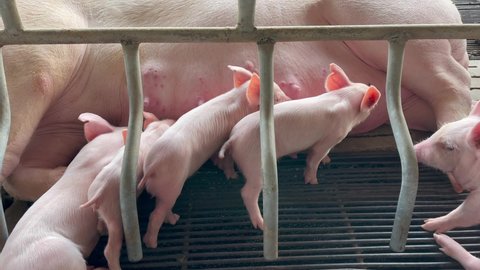 A newborn piglet is sucking milk from the mother pig's breast. In a large pig farm