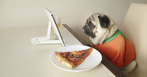 Funny cute pug dog dressed up, watching interesting, engaging content, media, exciting show with tablet at home with pizza and drink, beer. Sport fan watching game online. Funny dog concept. 